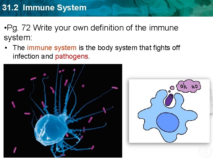 31. 2 Immune System • Pg. 72 Write your own definition of the immune