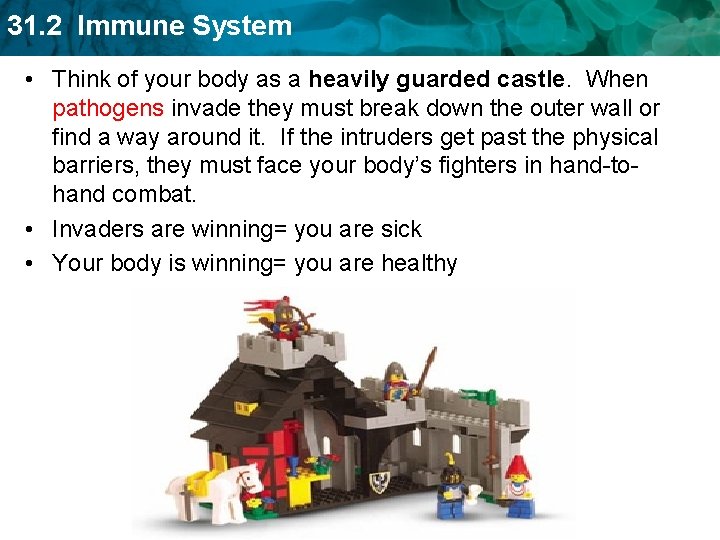 31. 2 Immune System • Think of your body as a heavily guarded castle.