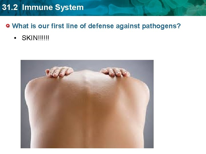 31. 2 Immune System What is our first line of defense against pathogens? •