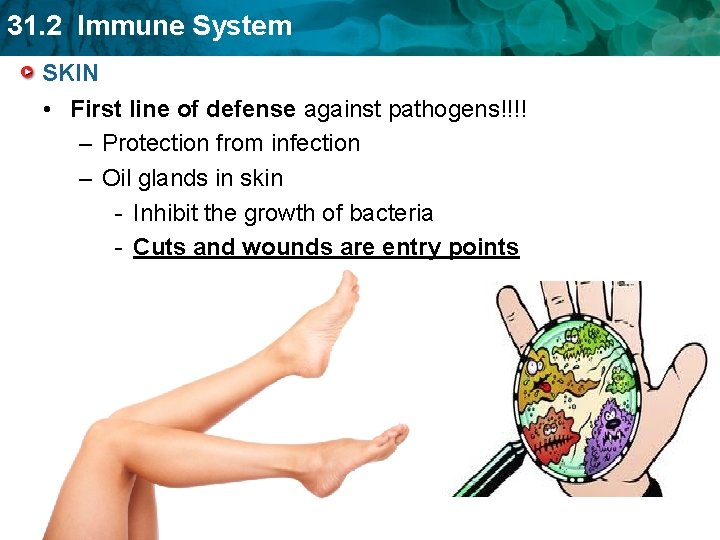 31. 2 Immune System SKIN • First line of defense against pathogens!!!! – Protection