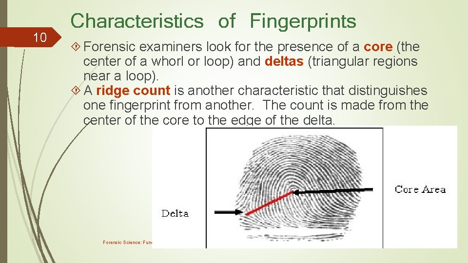 10 Characteristics of Fingerprints Forensic examiners look for the presence of a core (the