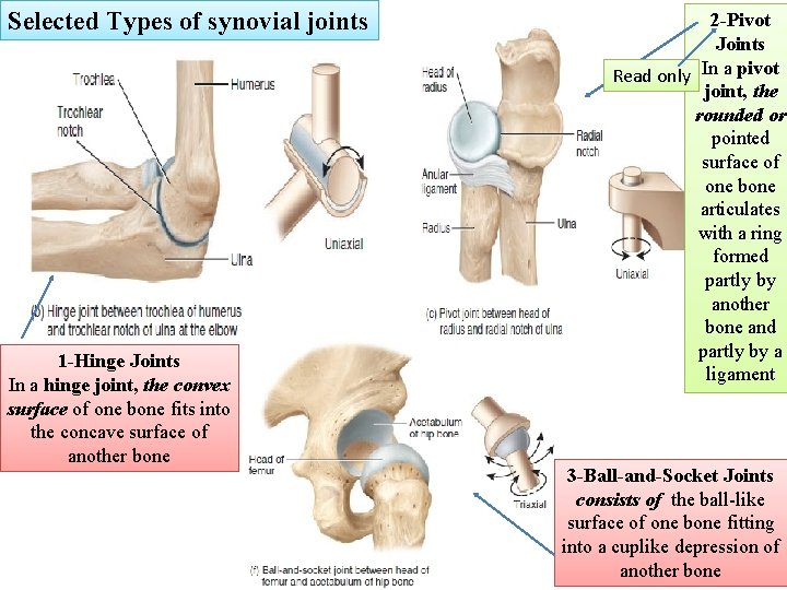 Selected Types of synovial joints 1 -Hinge Joints In a hinge joint, the convex