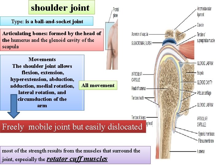 shoulder joint Type: is a ball-and-socket joint Articulating bones: formed by the head of
