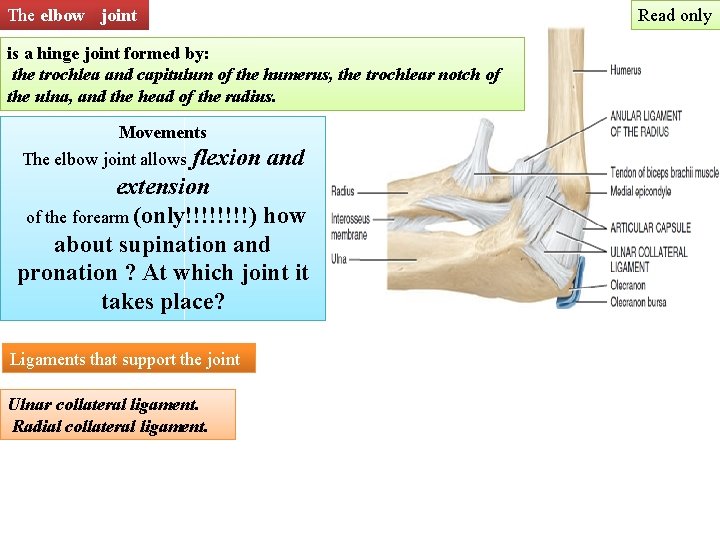 The elbow joint Read only is a hinge joint formed by: the trochlea and