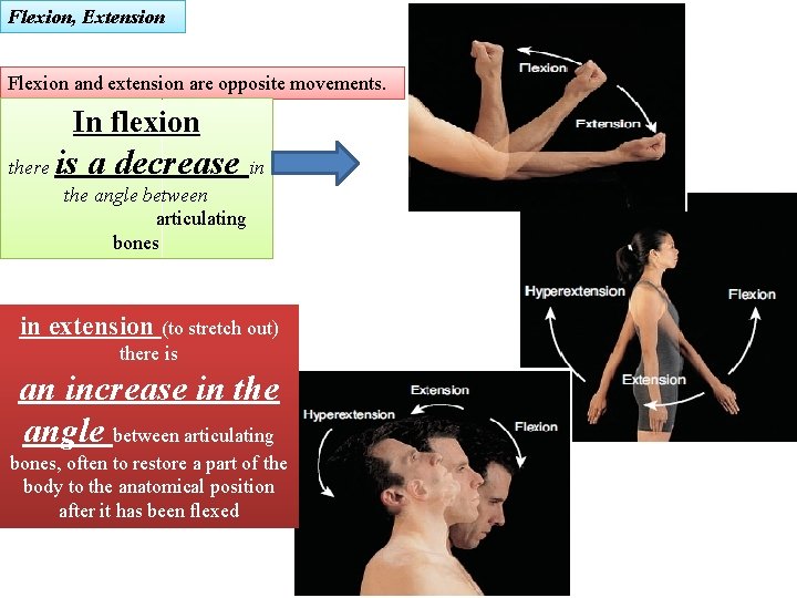 Flexion, Extension Flexion and extension are opposite movements. In flexion there is a decrease