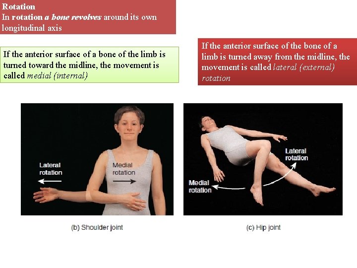 Rotation In rotation a bone revolves around its own longitudinal axis If the anterior