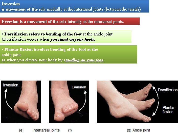 Inversion is movement of the sole medially at the intertarsal joints (between the tarsals)