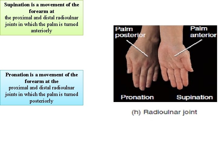 Supination is a movement of the forearm at the proximal and distal radioulnar joints