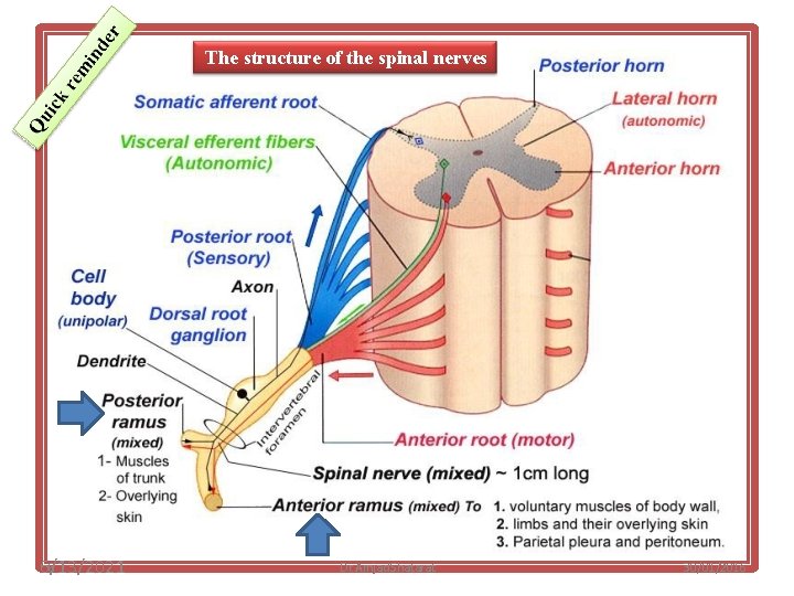 The structure of the spinal nerves 6/13/2021 6 Dr. Amjad Shatarat 30/01/2016 