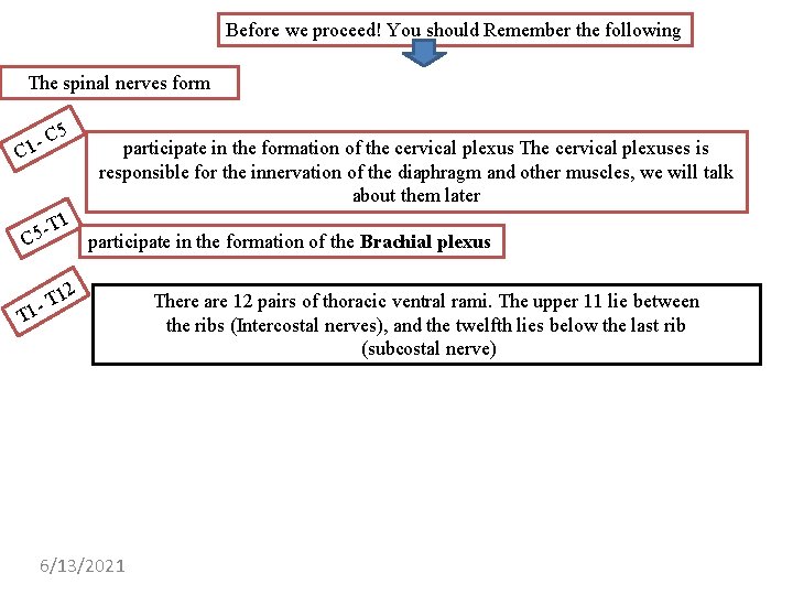 Before we proceed! You should Remember the following The spinal nerves form C 1