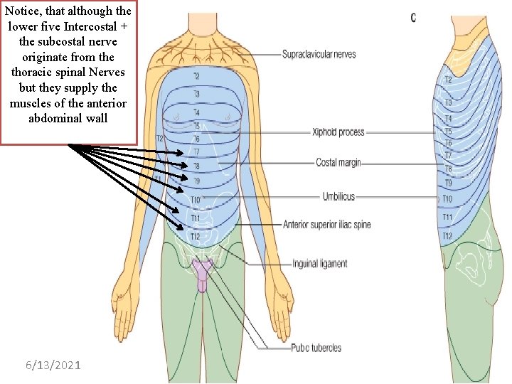 Notice, that although the lower five Intercostal + the subcostal nerve originate from the