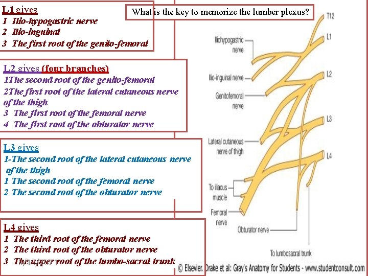 L 1 gives What is the key to memorize the lumber plexus? 1 Ilio-hypogastric