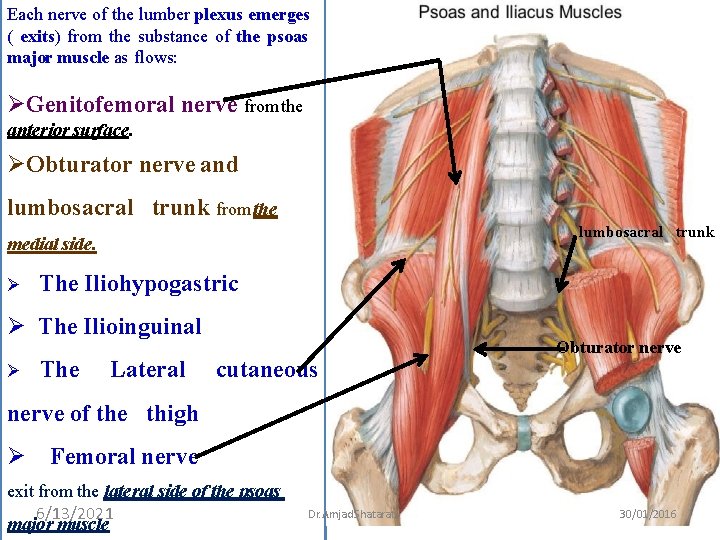 Each nerve of the lumber plexus emerges ( exits) from the substance of the