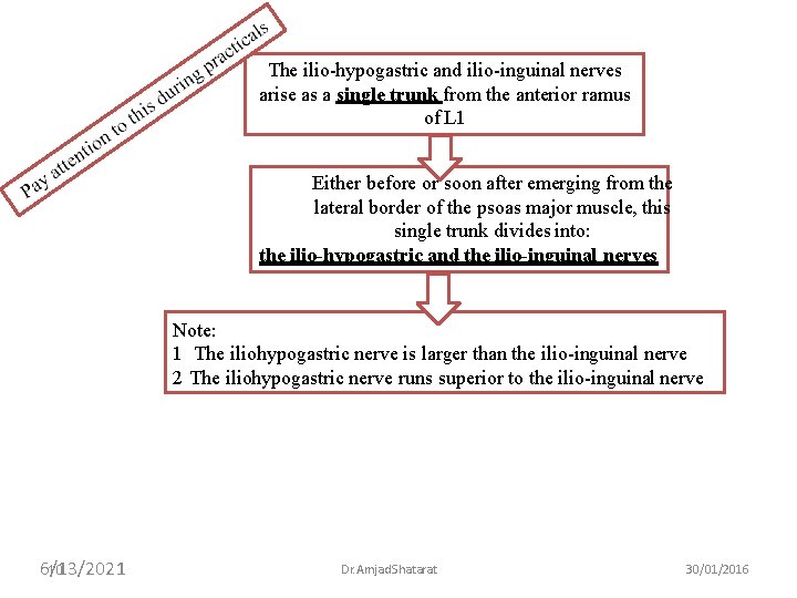 The ilio-hypogastric and ilio-inguinal nerves arise as a single trunk from the anterior ramus