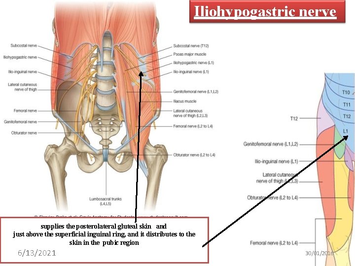 Iliohypogastric nerve supplies the posterolateral gluteal skin and just above the superficial inguinal ring,