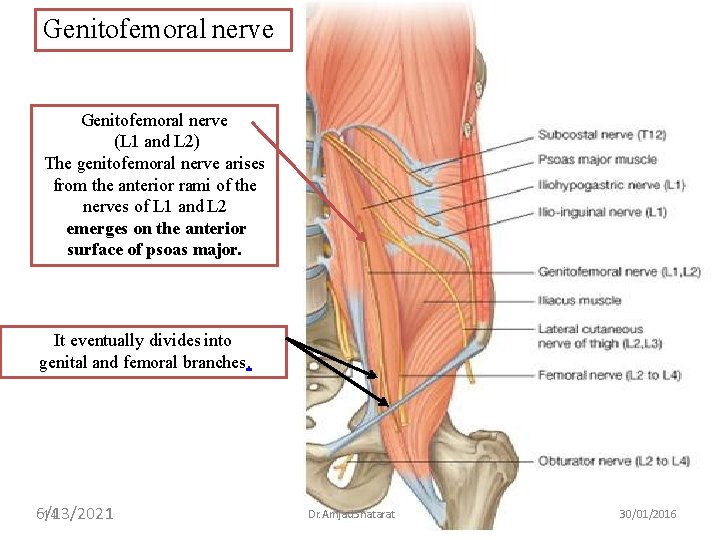 Genitofemoral nerve (L 1 and L 2) The genitofemoral nerve arises from the anterior