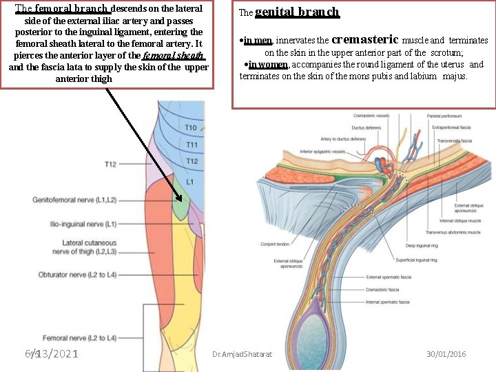 The femoral branch descends on the lateral side of the external iliac artery and