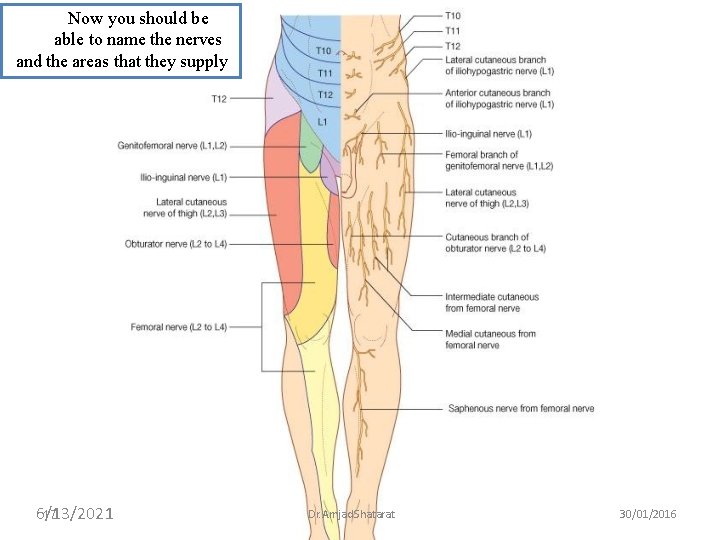 Now you should be able to name the nerves and the areas that they