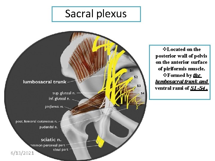 Sacral plexus Located on the posterior wall of pelvis on the anterior surface of