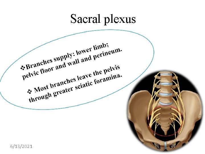 Sacral plexus 6/13/2021 