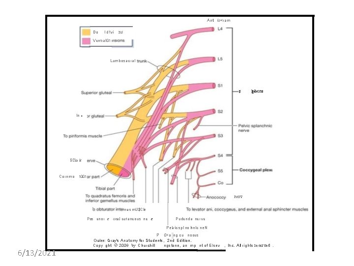 Ant lo<ram Do I d 1 vi ns Ventral 01 Lumbosacral $ Iplexu In