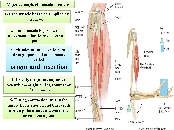 Major concepts of muscle’s actions 1 - Each muscle has to be supplied by