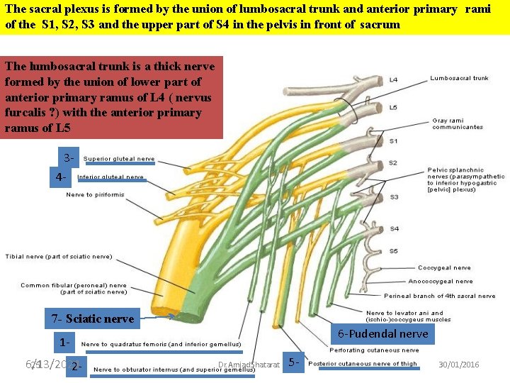 The sacral plexus is formed by the union of lumbosacral trunk and anterior primary
