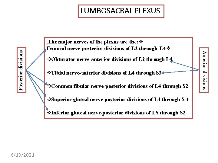 . The major nerves of the plexus are the: Femoral nerve-posterior divisions of L