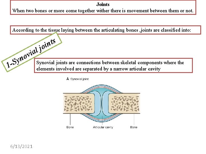 Joints When two bones or more come together withere is movement between them or