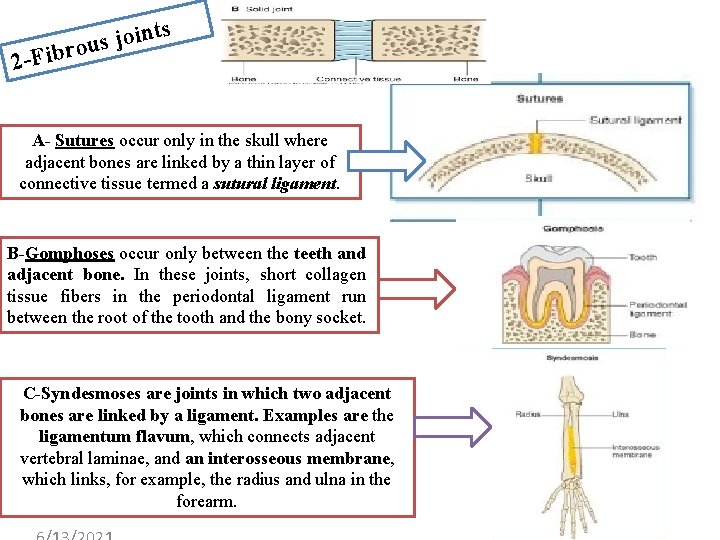 ts n i o j s brou 2 -Fi A- Sutures occur only in