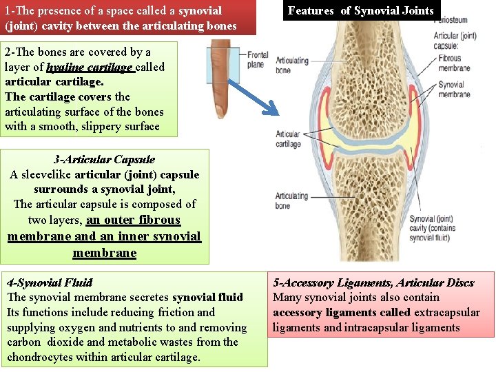 1 -The presence of a space called a synovial (joint) cavity between the articulating