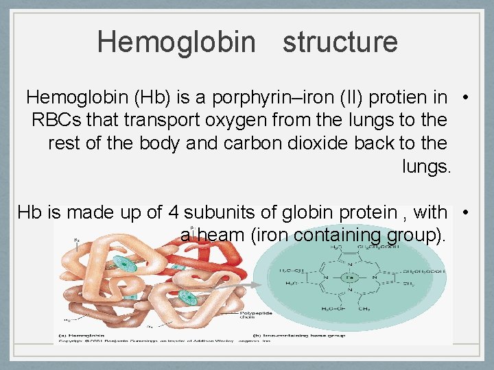 Hemoglobin structure Hemoglobin (Hb) is a porphyrin–iron (II) protien in • RBCs that transport