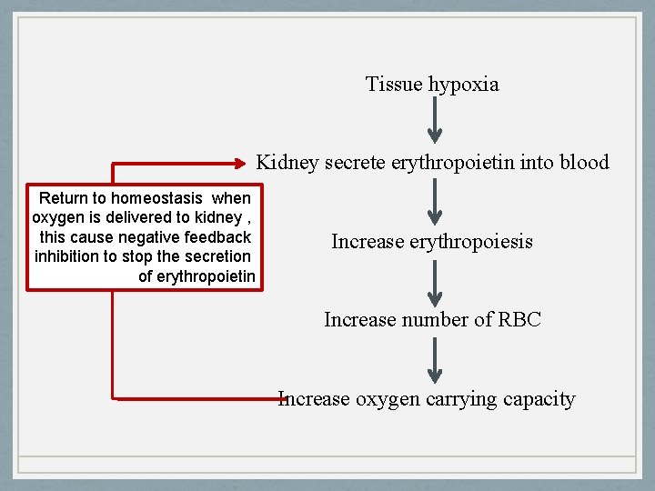 Tissue hypoxia Kidney secrete erythropoietin into blood Return to homeostasis when oxygen is delivered