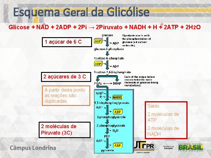 Esquema Geral da Glicólise Glicose + NAD + 2 ADP + 2 Pi →