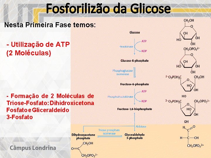 Fosforilizão da Glicose Nesta Primeira Fase temos: - Utilização de ATP (2 Moléculas) -