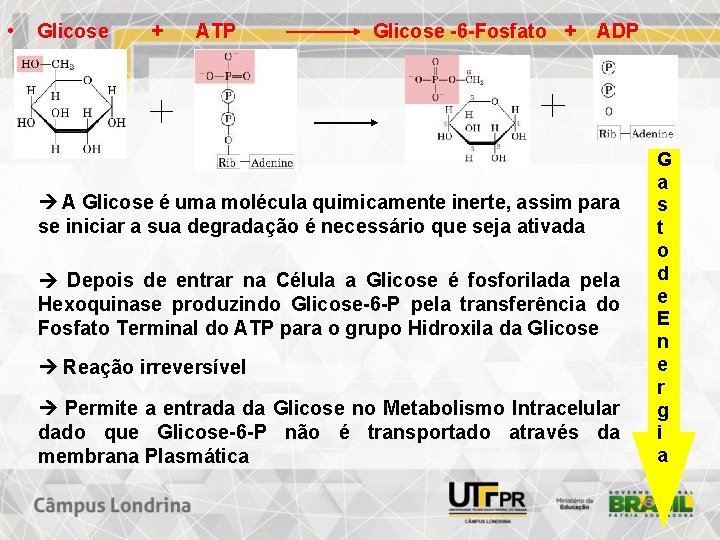  • Glicose + ATP Glicose -6 -Fosfato + ADP A Glicose é uma