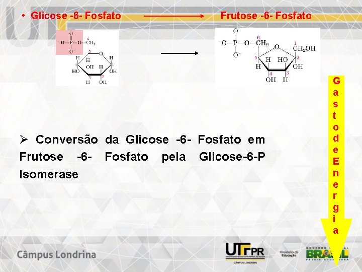  • Glicose -6 - Fosfato Frutose -6 - Fosfato Ø Conversão da Glicose