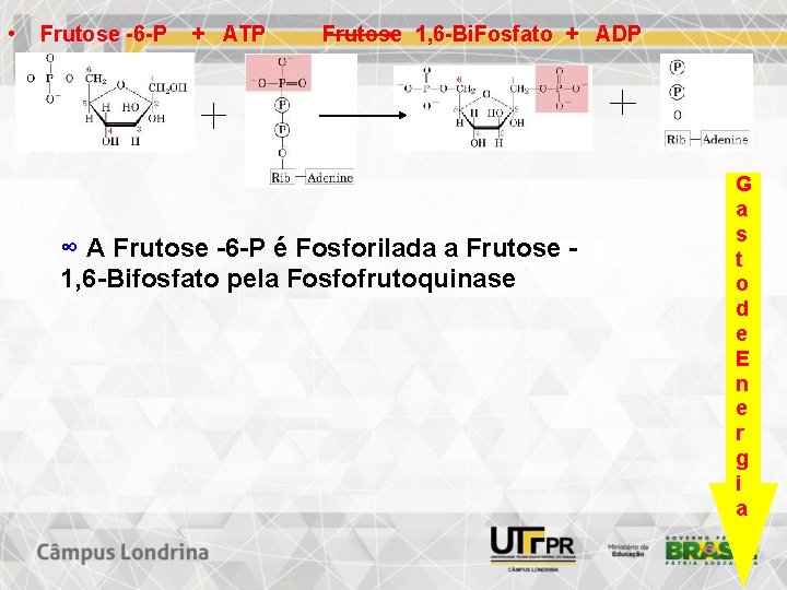  • Frutose -6 -P + ATP Frutose 1, 6 -Bi. Fosfato + ADP