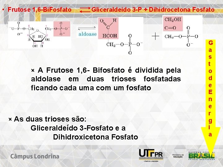  • Frutose 1, 6 -Bi. Fosfato Gliceraldeído 3 -P + Dihidrocetona Fosfato ×