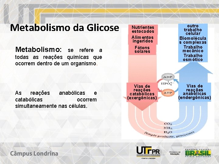 Metabolismo da Glicose Metabolismo: se refere a todas as reações químicas que ocorrem dentro