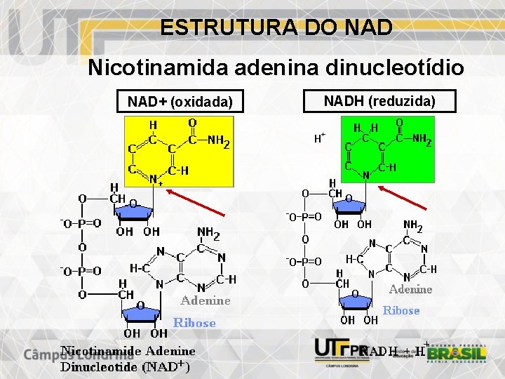ESTRUTURA DO NAD Nicotinamida adenina dinucleotídio NAD+ (oxidada) NADH (reduzida) 