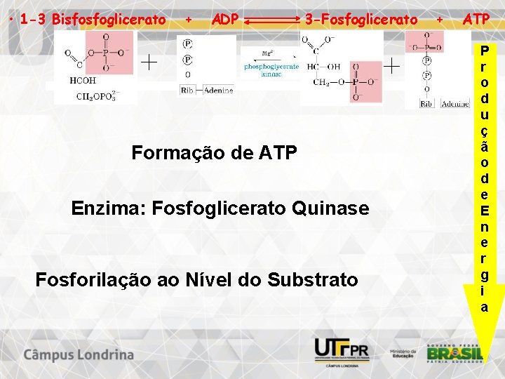  • 1 -3 Bisfosfoglicerato + ADP 3 -Fosfoglicerato Formação de ATP Enzima: Fosfoglicerato