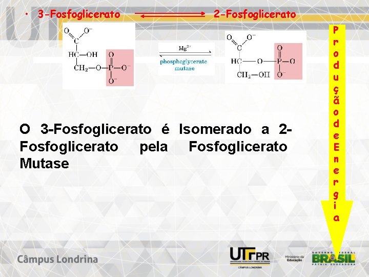  • 3 -Fosfoglicerato 2 -Fosfoglicerato O 3 -Fosfoglicerato é Isomerado a 2 Fosfoglicerato