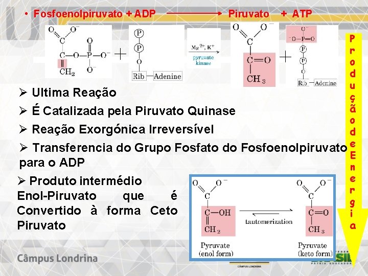 • Fosfoenolpiruvato + ADP Piruvato + ATP P r o d u Ø