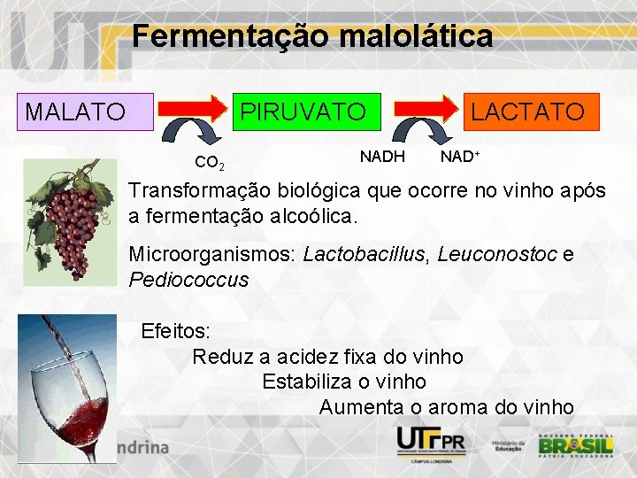 Fermentação malolática MALATO PIRUVATO CO 2 NADH LACTATO NAD+ Transformação biológica que ocorre no