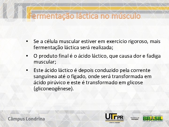 Fermentação láctica no músculo • Se a célula muscular estiver em exercício rigoroso, mais