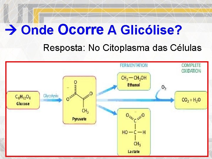  Onde Ocorre A Glicólise? Resposta: No Citoplasma das Células Pode Ocorrer Anaerobiose O