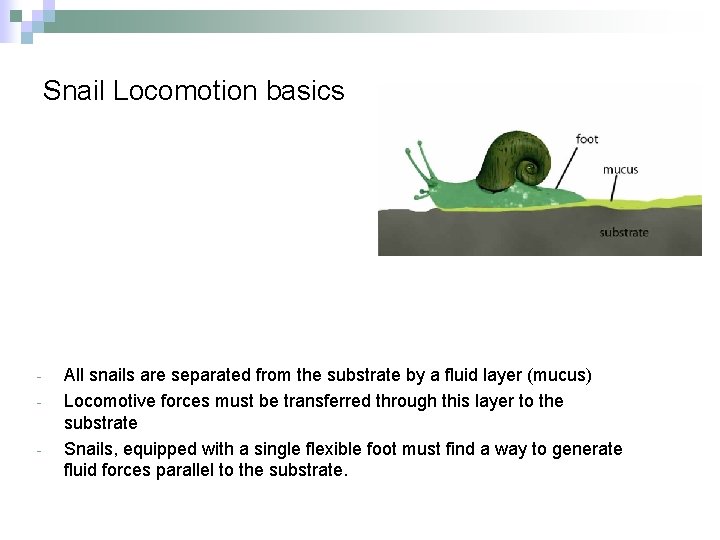 Snail Locomotion basics - All snails are separated from the substrate by a fluid