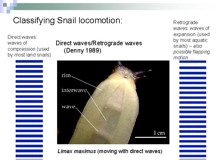 Classifying Snail locomotion: Direct waves: waves of compression (used by most land snails) Direct