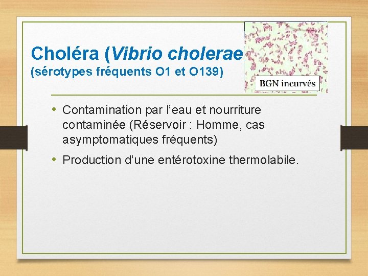 Choléra (Vibrio cholerae) (sérotypes fréquents O 1 et O 139) • Contamination par l’eau